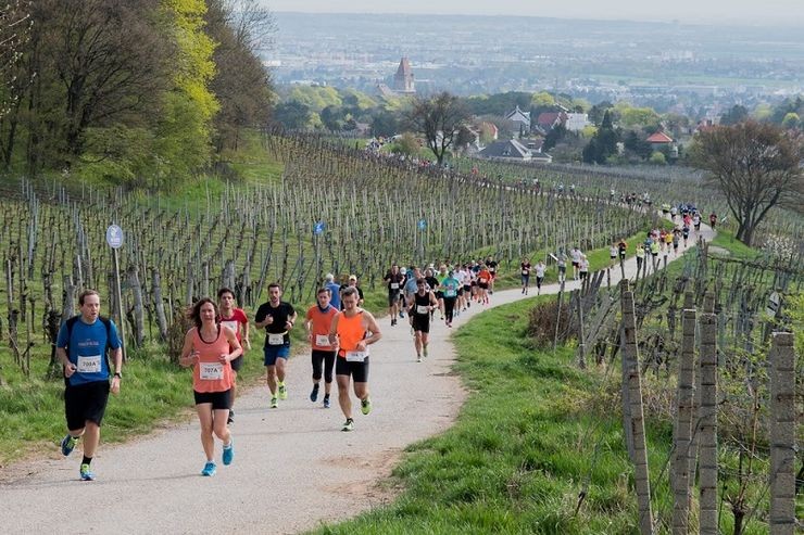 /d/evt/WeinBergLaufRamsthal/1596617017326.jpg